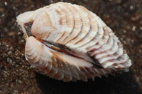 菲律宾帘蛤与小眼花帘蛤的区别，分布范围和外形特点均不同