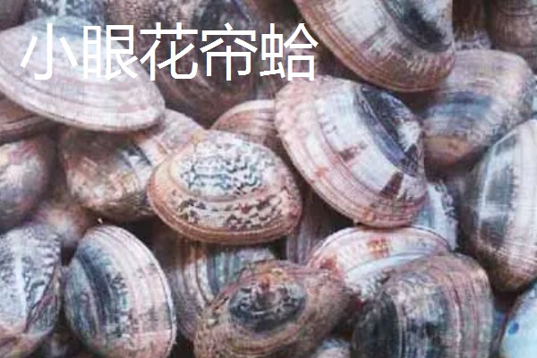 菲律宾帘蛤与小眼花帘蛤的区别，分布范围和外形特点均不同
