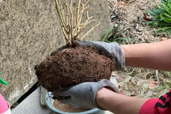 茉莉花喜水吗,喜湿但是怕水涝
