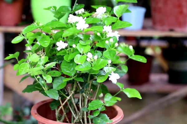 茉莉花喜水吗,喜湿但是怕水涝