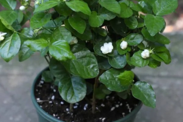 茉莉花喜水吗,喜湿但是怕水涝