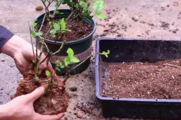 茉莉花喜水吗,喜湿但是怕水涝