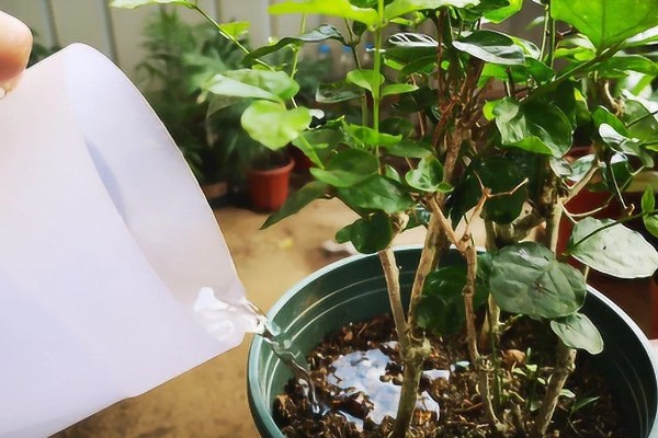 茉莉花喜水吗,喜湿但是怕水涝