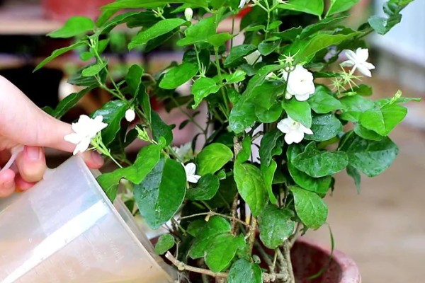 茉莉花喜水吗,喜湿但是怕水涝