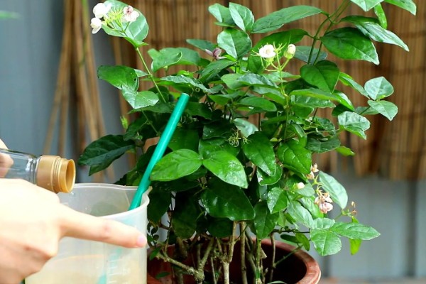 茉莉花喜水吗,喜湿但是怕水涝