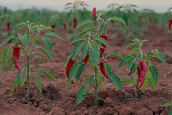 辣椒有什么品种，从植物学角度看有4个不同的品种