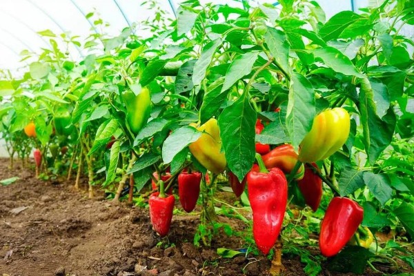 辣椒有什么品种，从植物学角度看有4个不同的品种