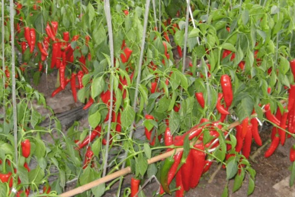 辣椒有什么品种，从植物学角度看有4个不同的品种