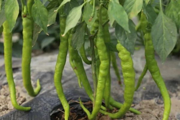 辣椒有什么品种，从植物学角度看有4个不同的品种