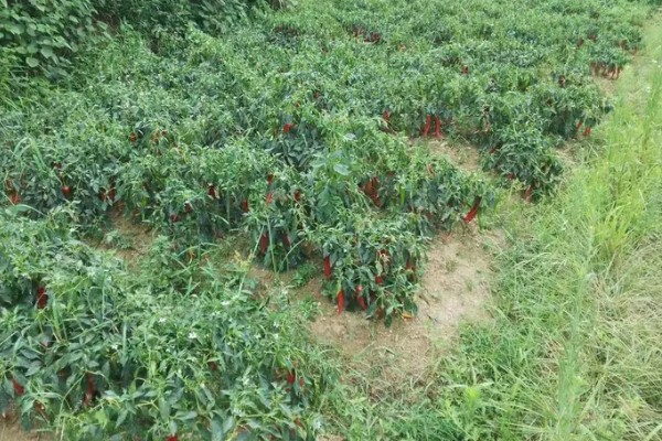 辣椒有什么品种，从植物学角度看有4个不同的品种