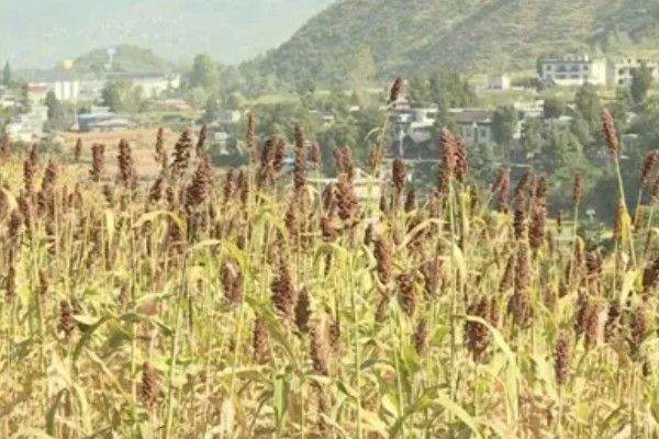 高粱的亩产量，一般能达到800斤左右