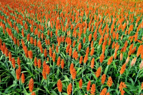 高粱的亩产量，一般能达到800斤左右