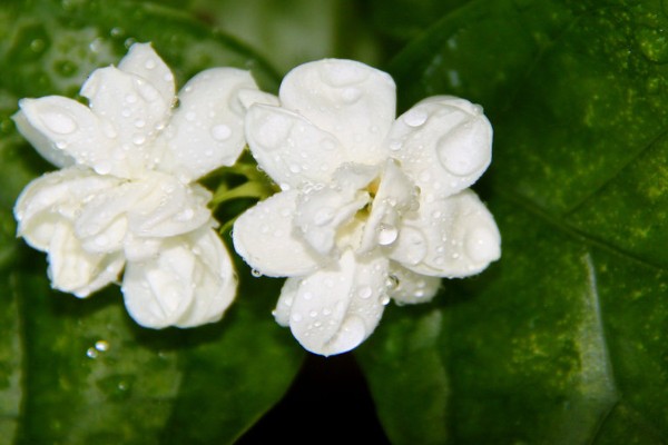 茉莉花的寓意，寓意忠贞尊敬、和蔼可亲等