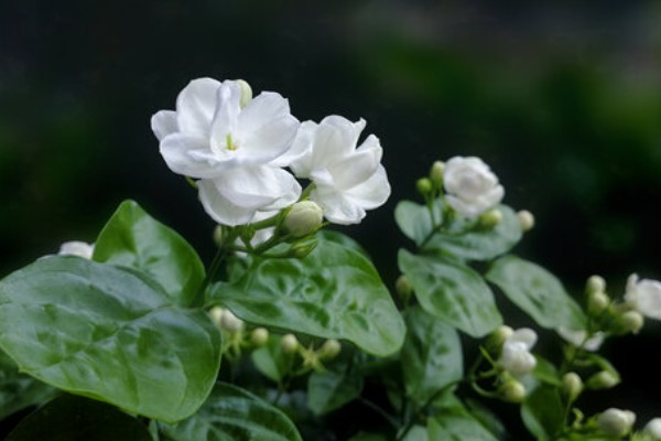 茉莉花的寓意，寓意忠贞尊敬、和蔼可亲等