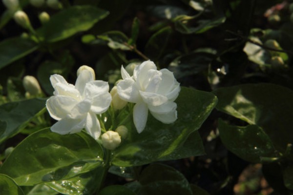 茉莉花的寓意，寓意忠贞尊敬、和蔼可亲等