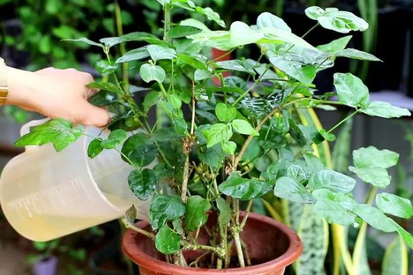 茉莉花的寓意，寓意忠贞尊敬、和蔼可亲等