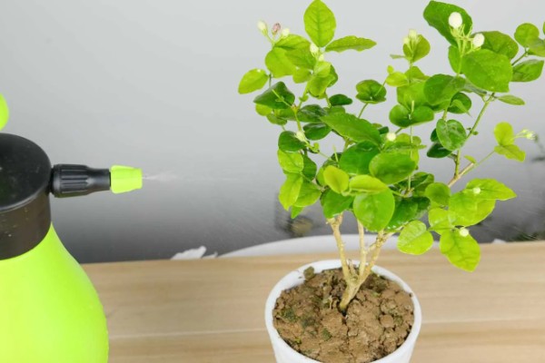 茉莉花的寓意，寓意忠贞尊敬、和蔼可亲等