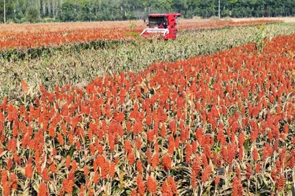 高粱的亩产量，一般能达到800斤左右