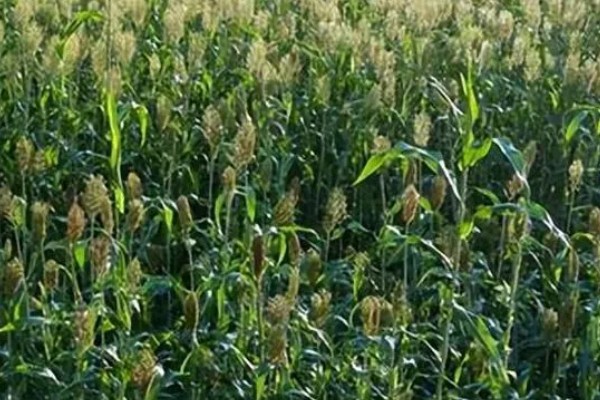 高粱的亩产量，一般能达到800斤左右