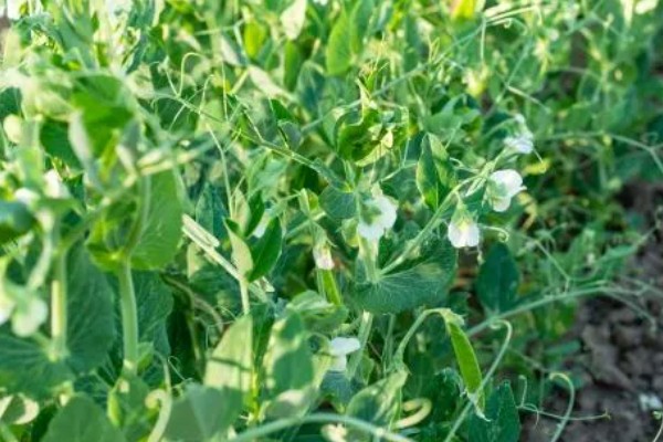 豆妃简介,是豌豆苗顶端两片嫩叶