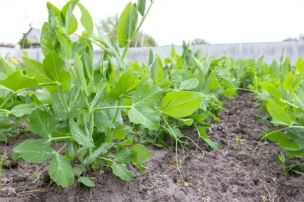 豆妃简介,是豌豆苗顶端两片嫩叶