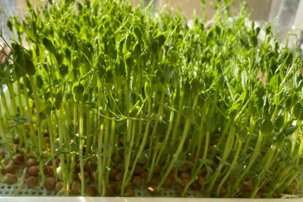 豆妃简介,是豌豆苗顶端两片嫩叶