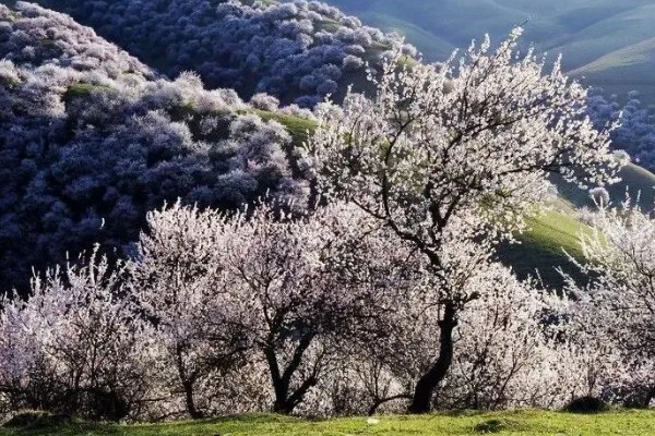 伊犁吐尔根杏花的花期，一般在3-4月份开放
