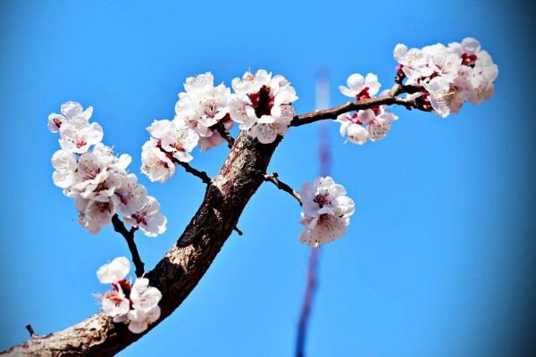 伊犁吐尔根杏花的花期，一般在3-4月份开放