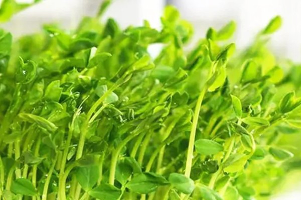 豆妃简介,是豌豆苗顶端两片嫩叶