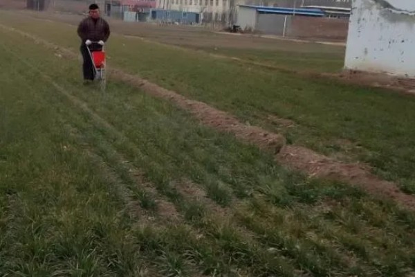 小麦施什么肥，对氮、磷、钾需求量大