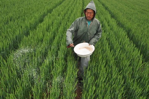 小麦施什么肥，对氮、磷、钾需求量大