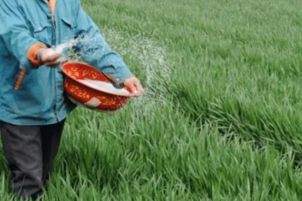 小麦施什么肥，对氮、磷、钾需求量大