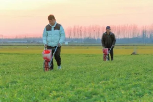 小麦施什么肥，对氮、磷、钾需求量大