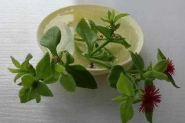 牡丹吊兰能不能水培，初期每隔3天左右换一次水