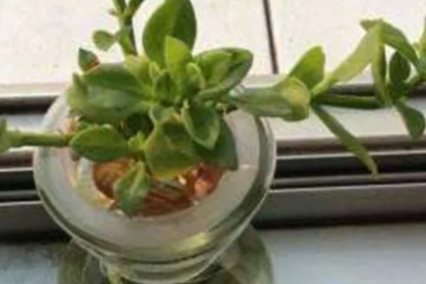牡丹吊兰能不能水培，初期每隔3天左右换一次水