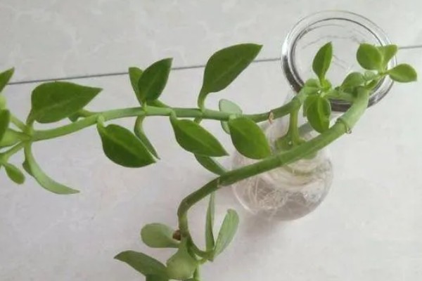 牡丹吊兰能不能水培，初期每隔3天左右换一次水