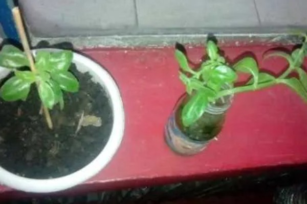 牡丹吊兰能不能水培，初期每隔3天左右换一次水
