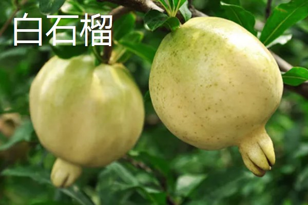 石榴的种类，常见的有安石榴、白石榴等