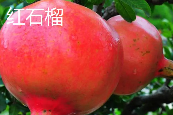 石榴的种类，常见的有安石榴、白石榴等