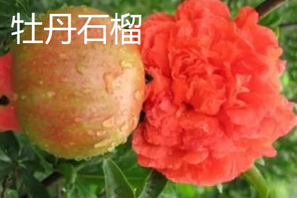 石榴的种类，常见的有安石榴、白石榴等