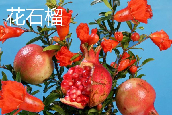 石榴的种类，常见的有安石榴、白石榴等