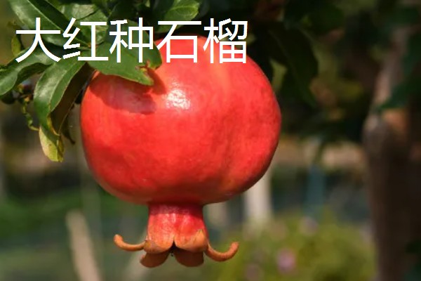 石榴的种类，常见的有安石榴、白石榴等