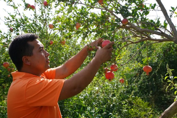 石榴的种类，常见的有安石榴、白石榴等