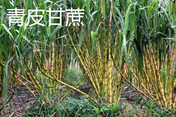 甘蔗的常见品种，青皮甘蔗、黑皮甘蔗等品种常见于市场