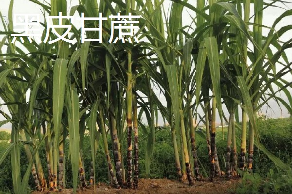 甘蔗的常见品种，青皮甘蔗、黑皮甘蔗等品种常见于市场