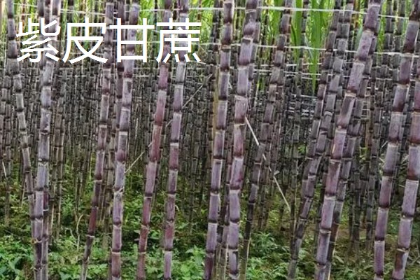 甘蔗的常见品种，青皮甘蔗、黑皮甘蔗等品种常见于市场