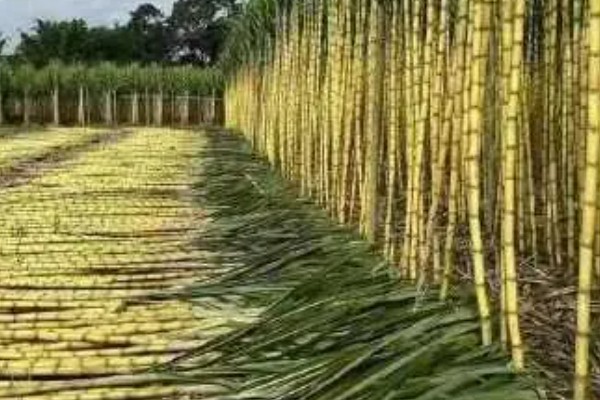 甘蔗的常见品种，青皮甘蔗、黑皮甘蔗等品种常见于市场