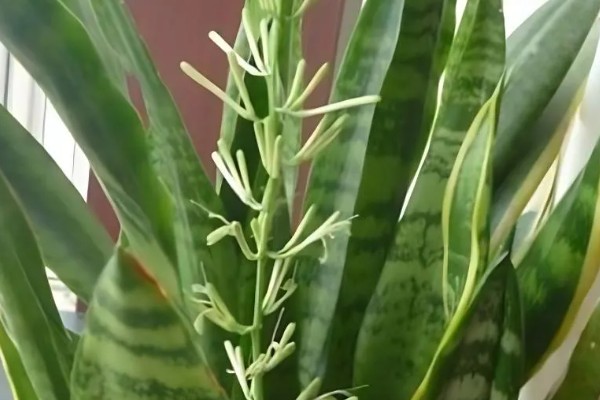 虎皮兰开花有什么寓意,代表幸运到来、坚韧