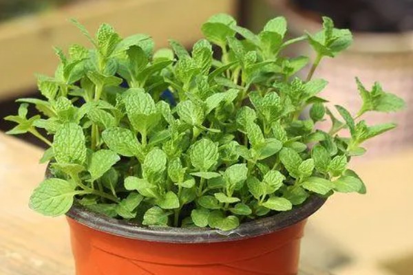 薄荷为什么要拍一下，是为了让香味散发出来