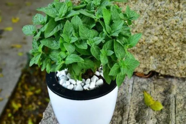 薄荷为什么要拍一下，是为了让香味散发出来